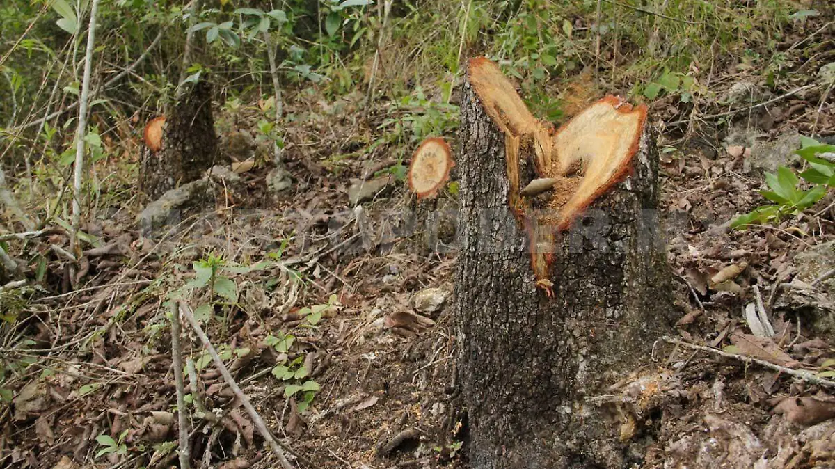 arboles1