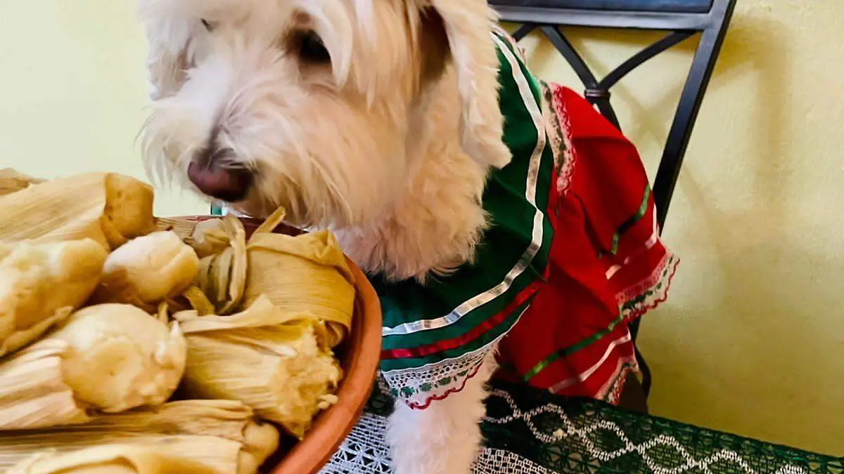 tamalesparaperros4