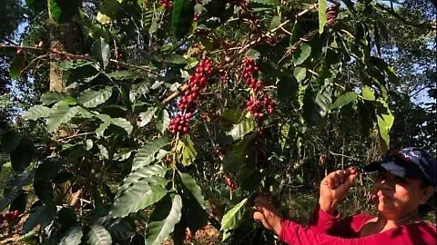 En Chiapas la producción de café tiene cifras favorables - El Heraldo de  Chiapas | Noticias Locales, Policiacas, sobre México, Chiapas y el Mundo