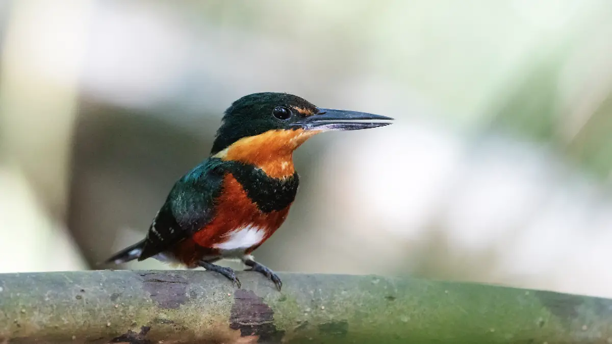 Captura de Pantalla 2020-02-27 a la(s) 11.25.46