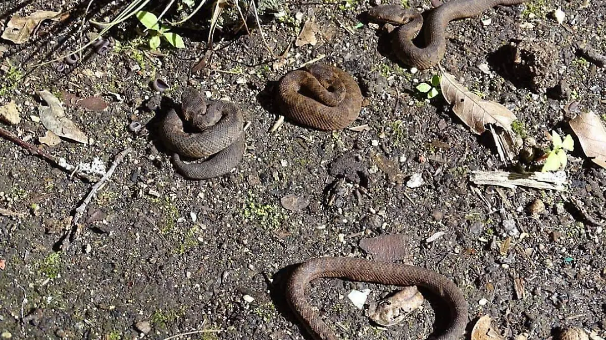 nauyacas