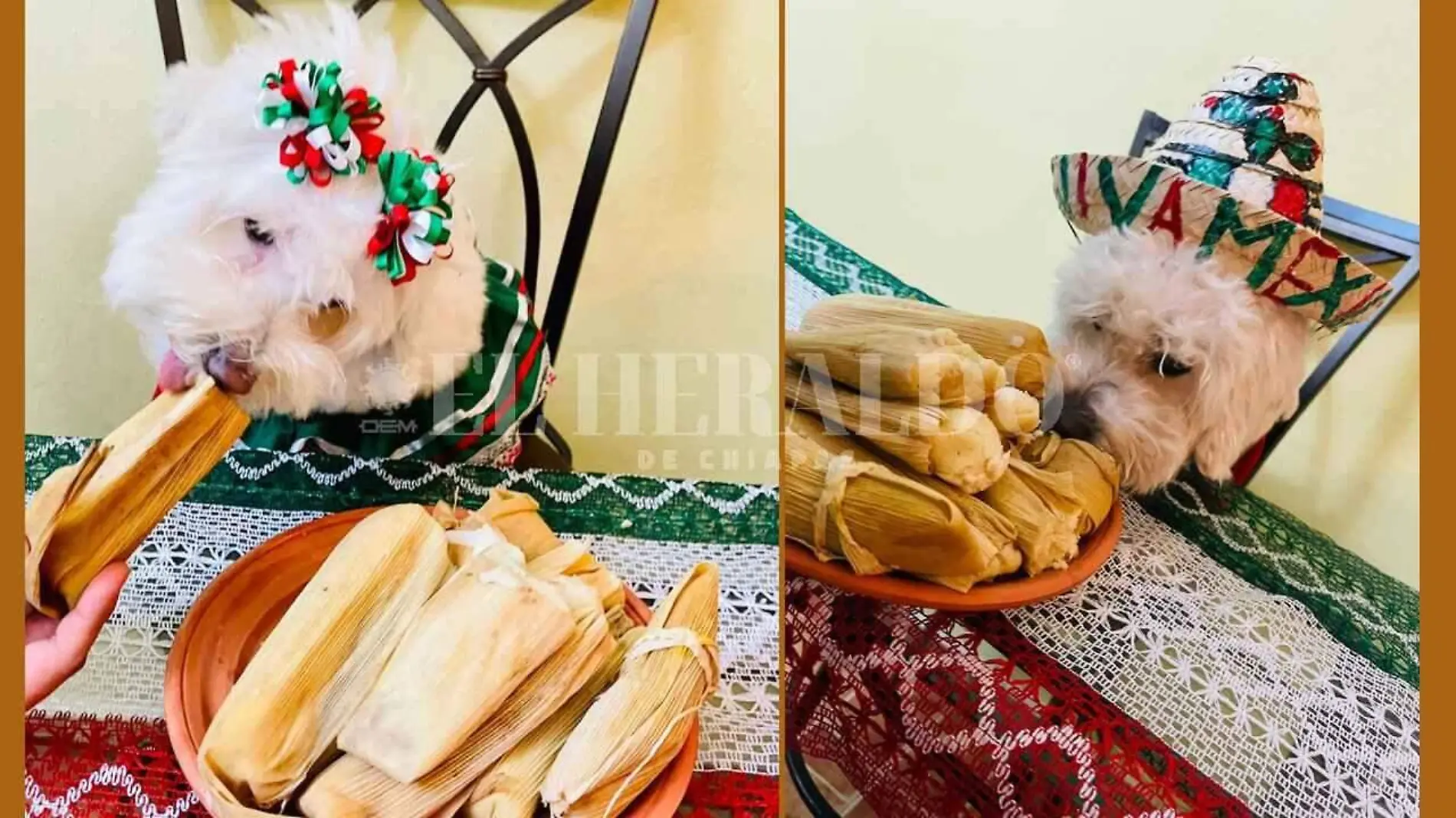 tamalesparaperros