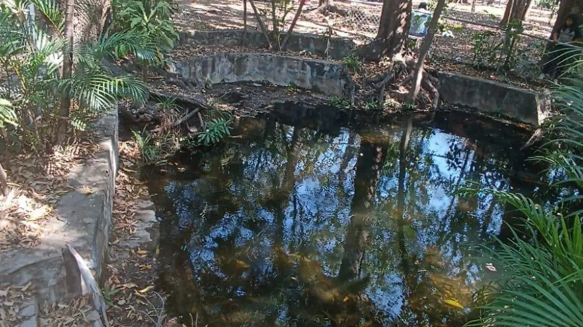 mueren peces en joyyomayu4