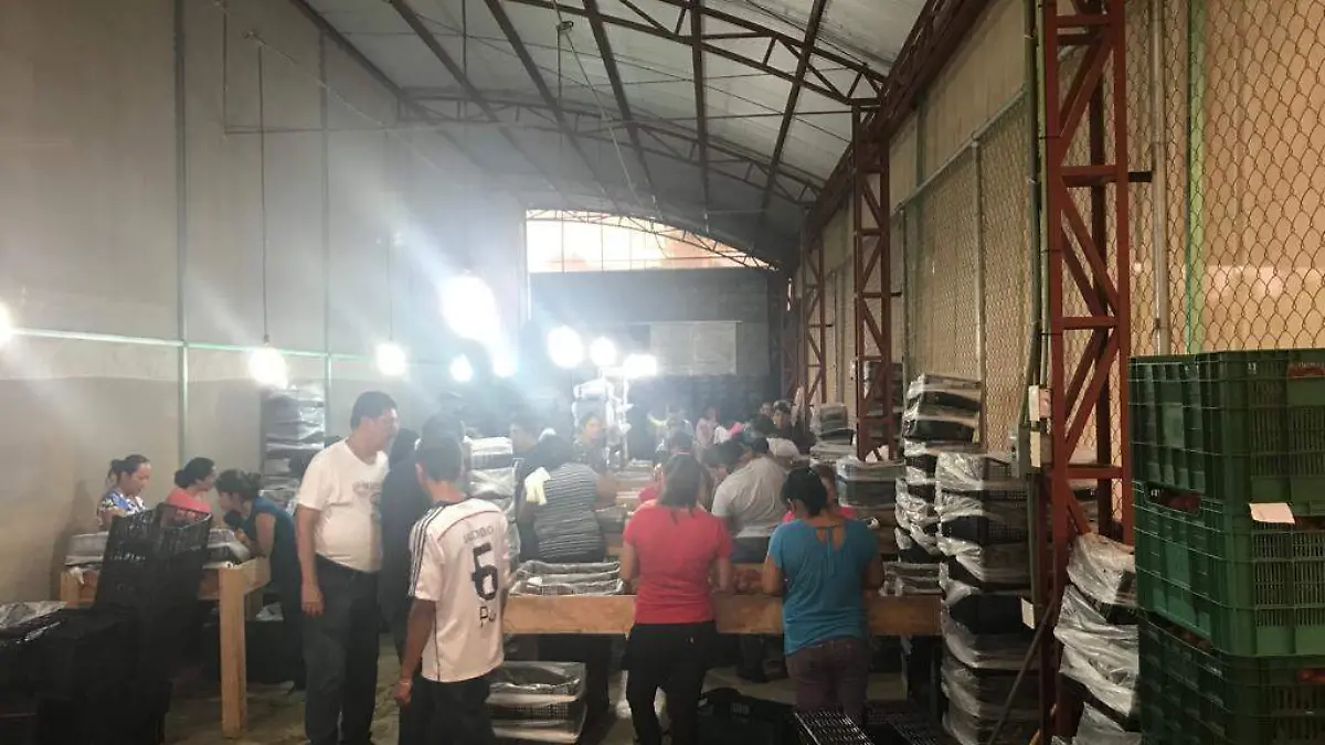 productores