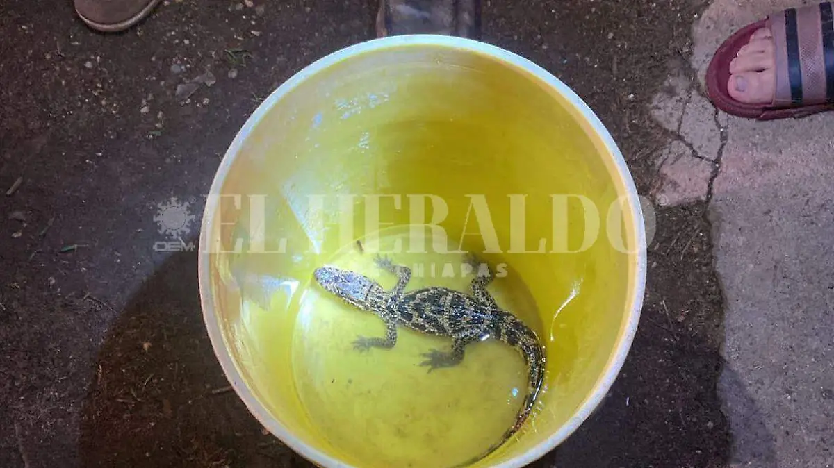 Caiman en Villaflores3