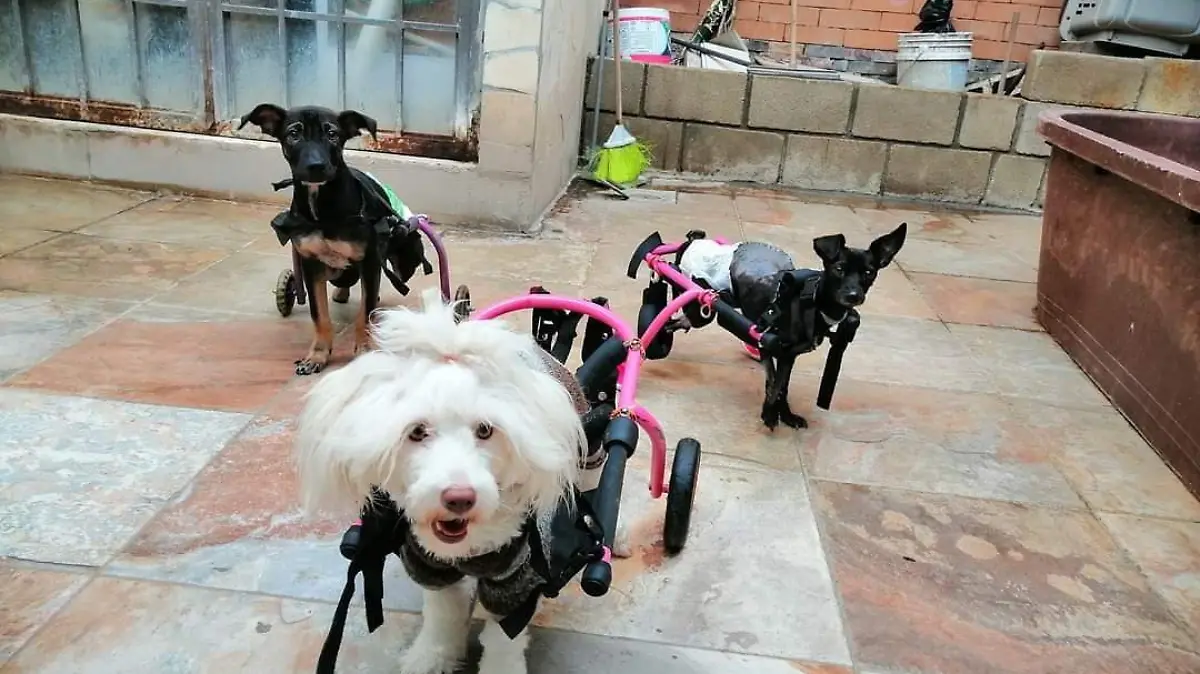 Perritos 3