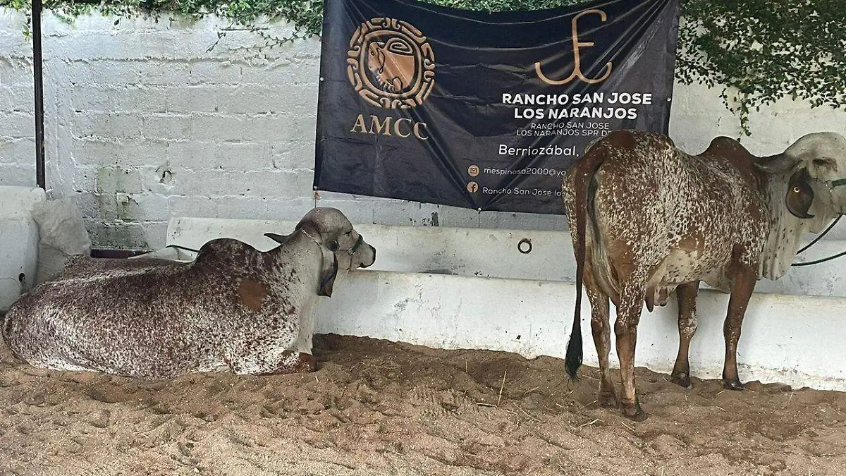 Concurso Vaca Lechera en Ocozocoautla