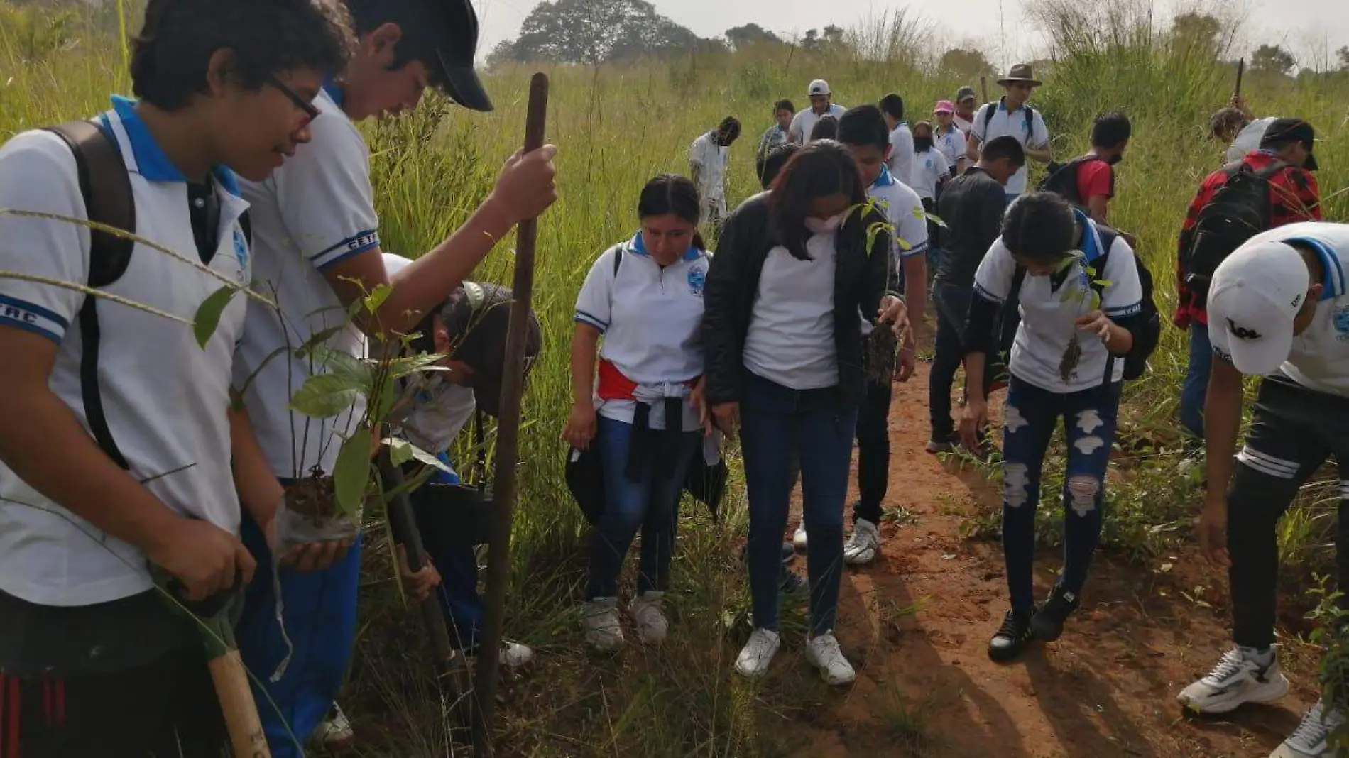 Reforetación2