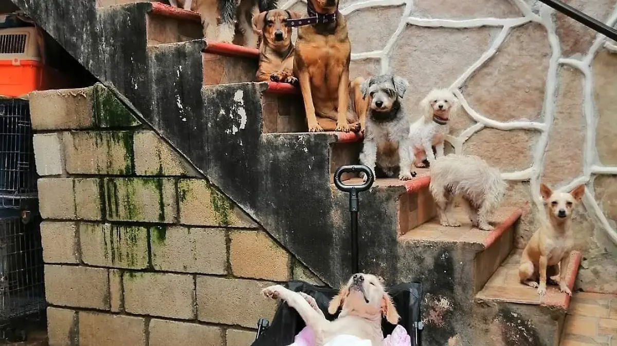 Perritos 5