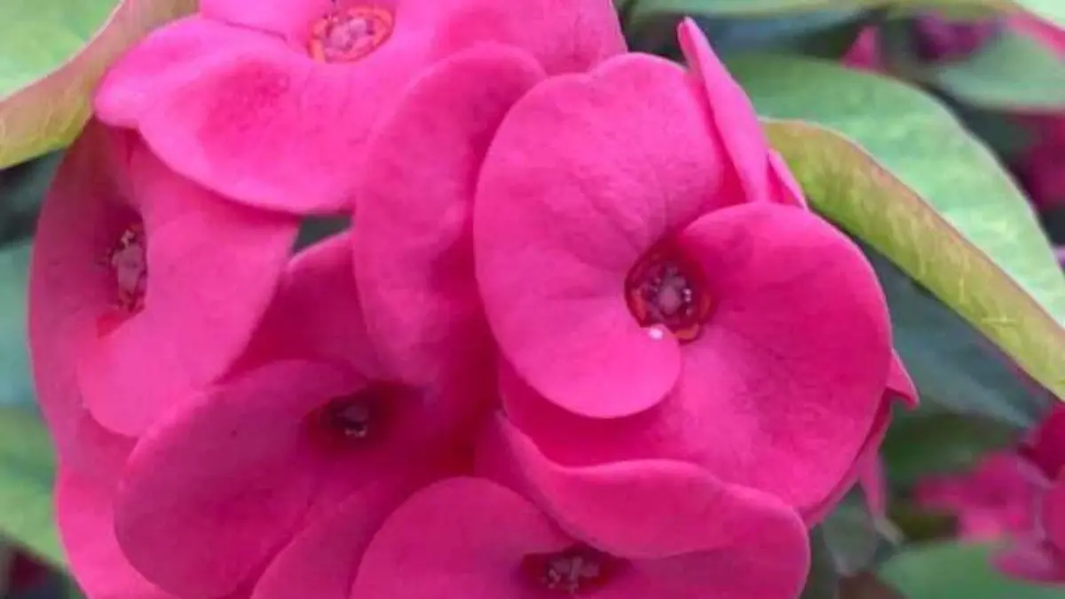 Flores3