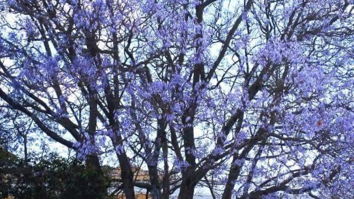 Jacarandas 3