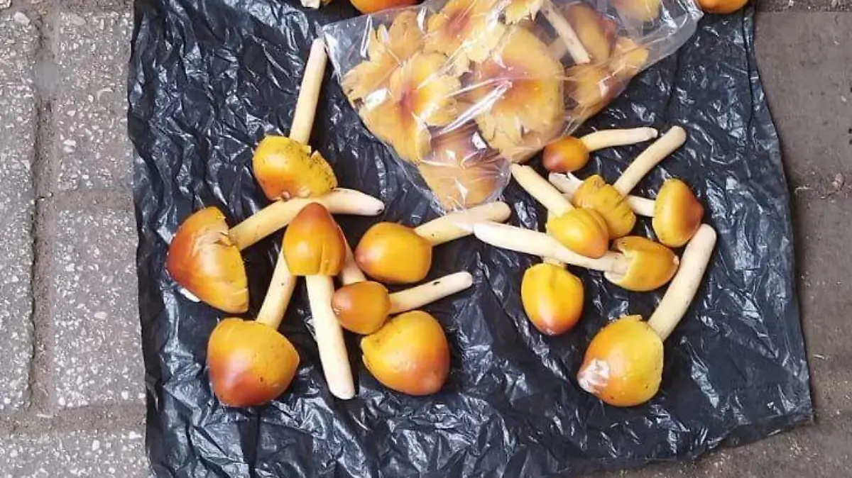 HONGOS