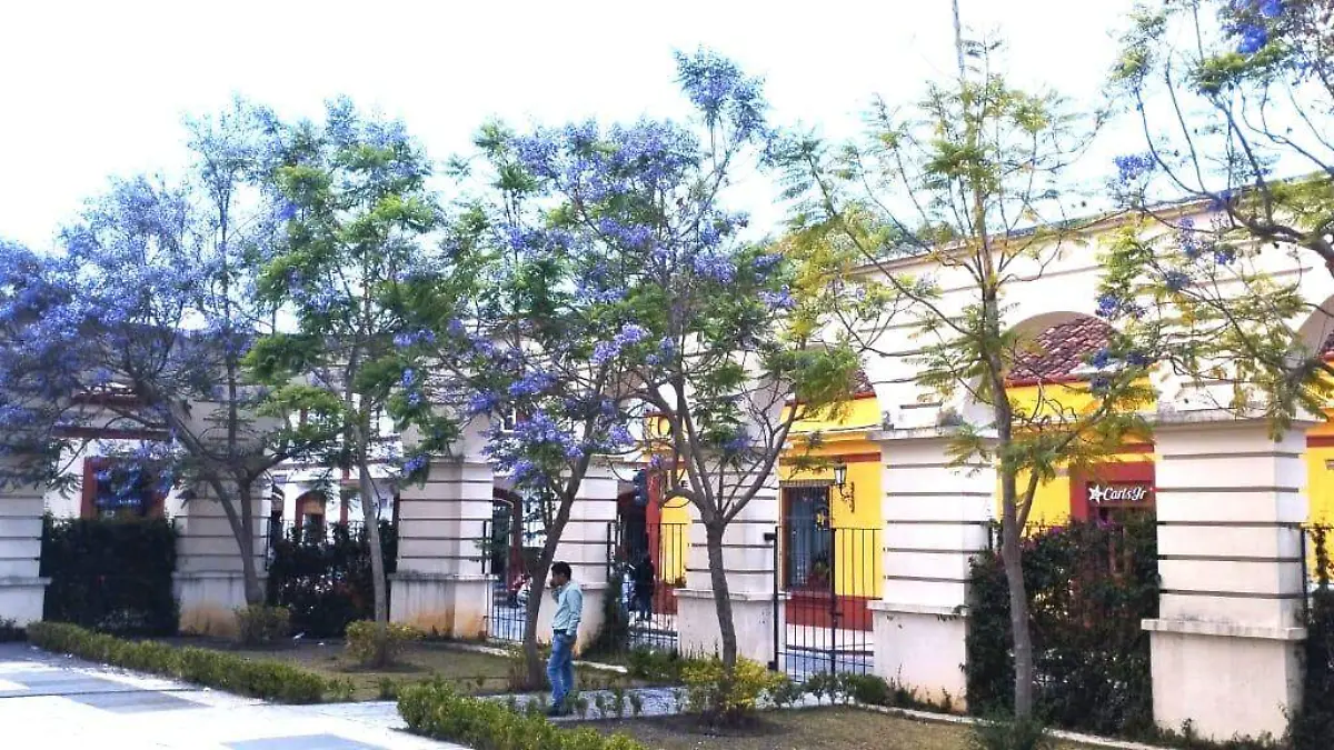 Jacarandas 2