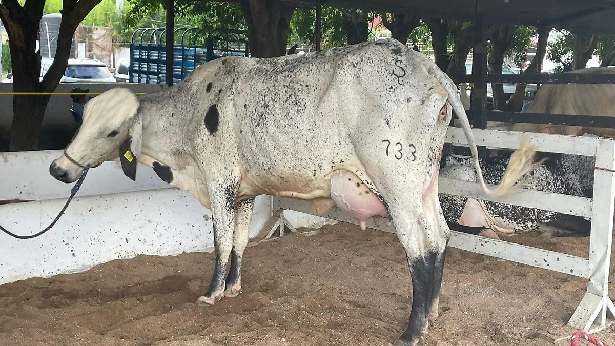 Concurso Vaca Lechera en Ocozocoautla