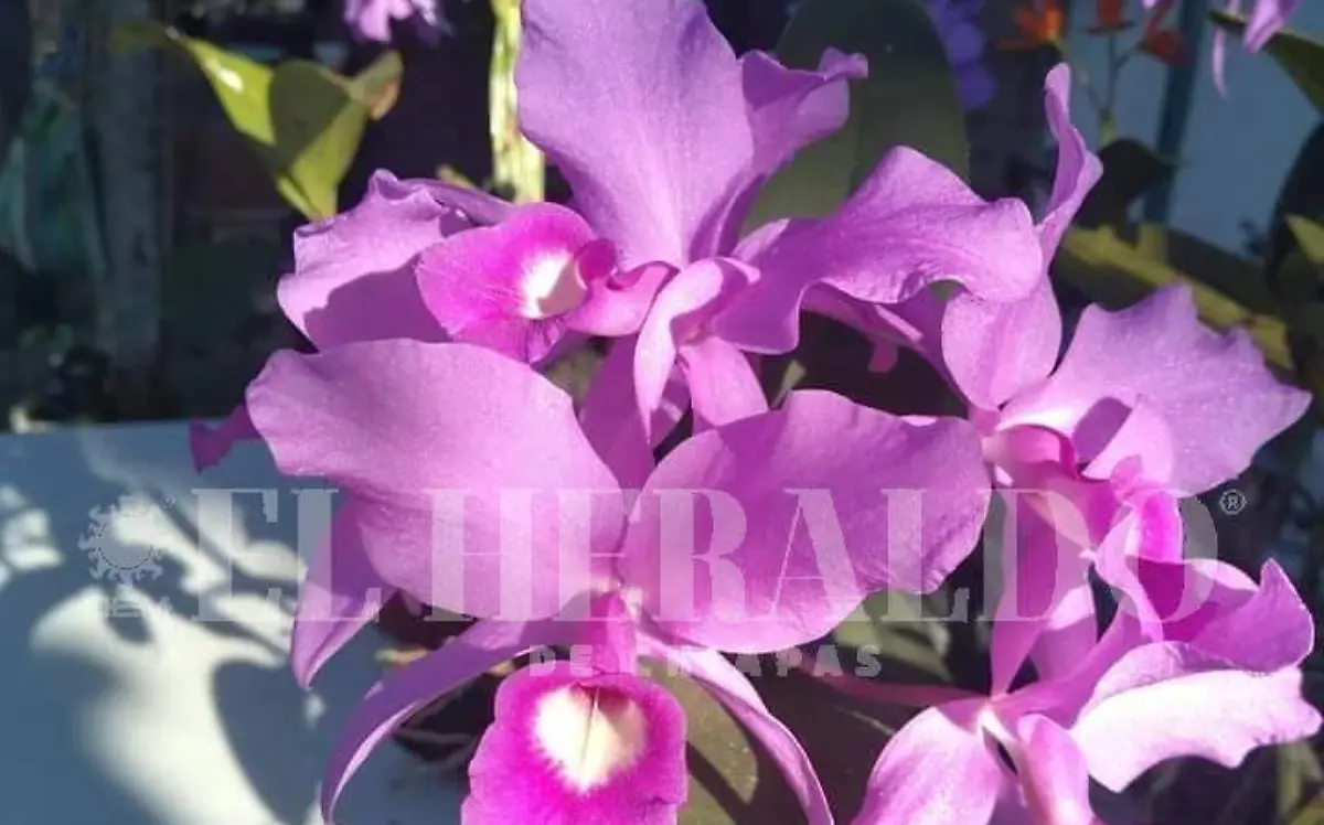 Orquídeas (5)