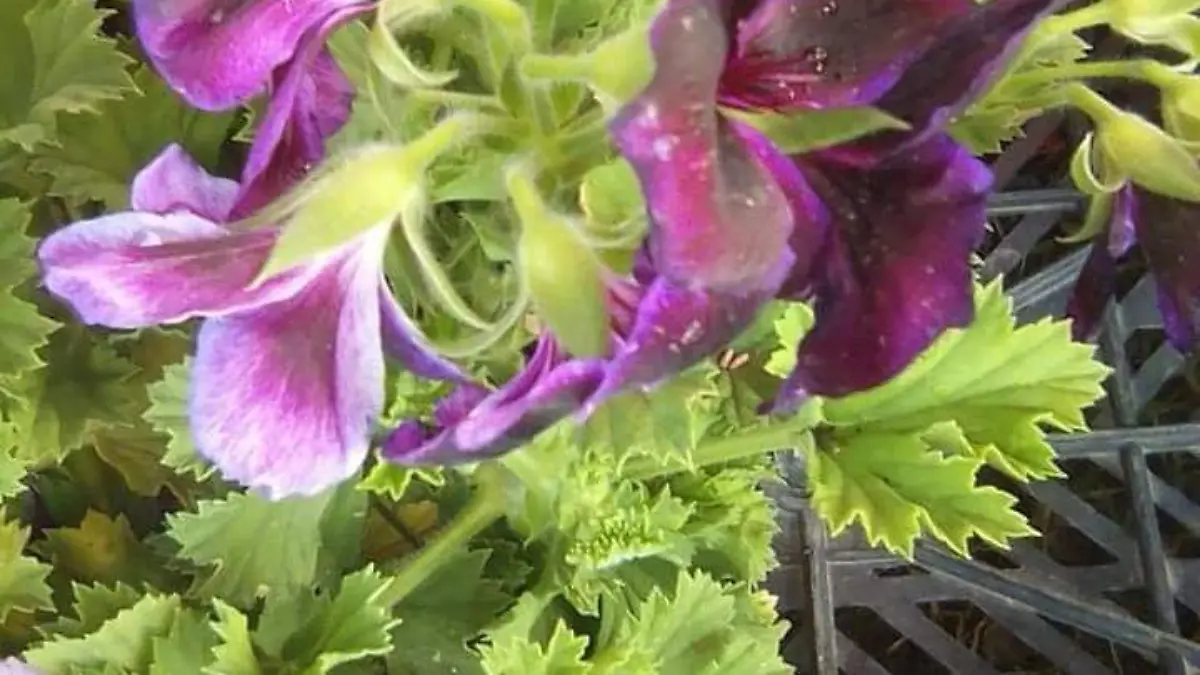 Flores2