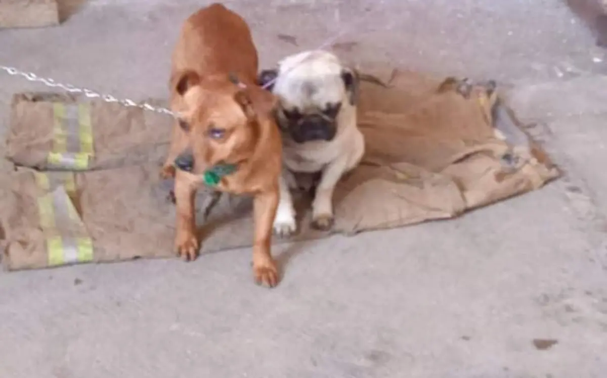 Perritos rescatados