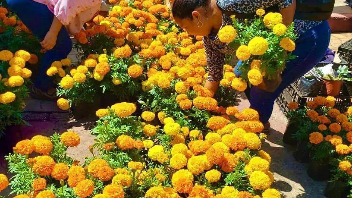 Flor de Cempasúchil en Berriozábal