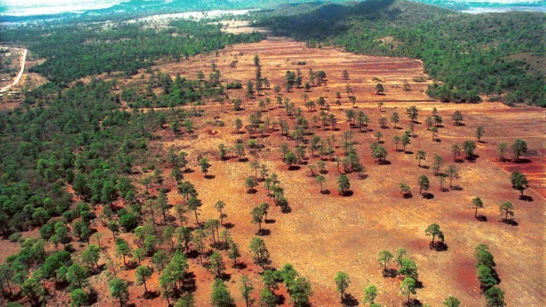 Tala de árboles en Altos de Chiapas