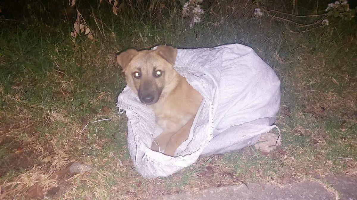 perritosabandonados2