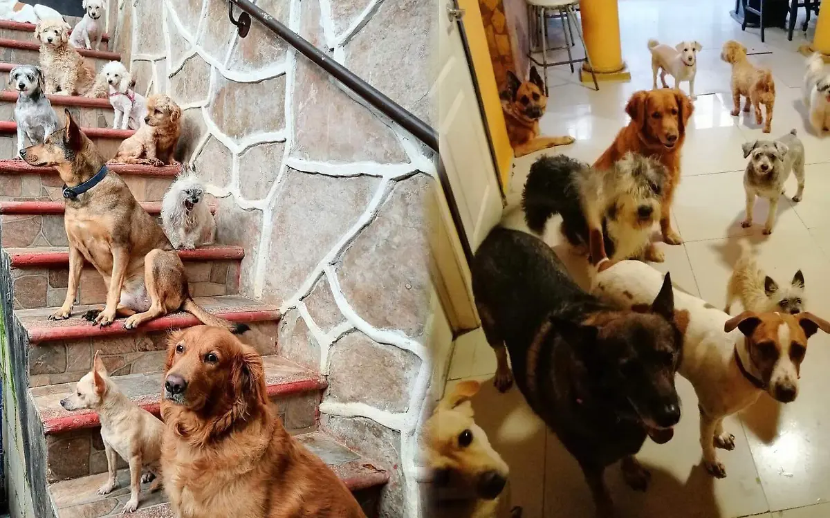 Perritos Portada