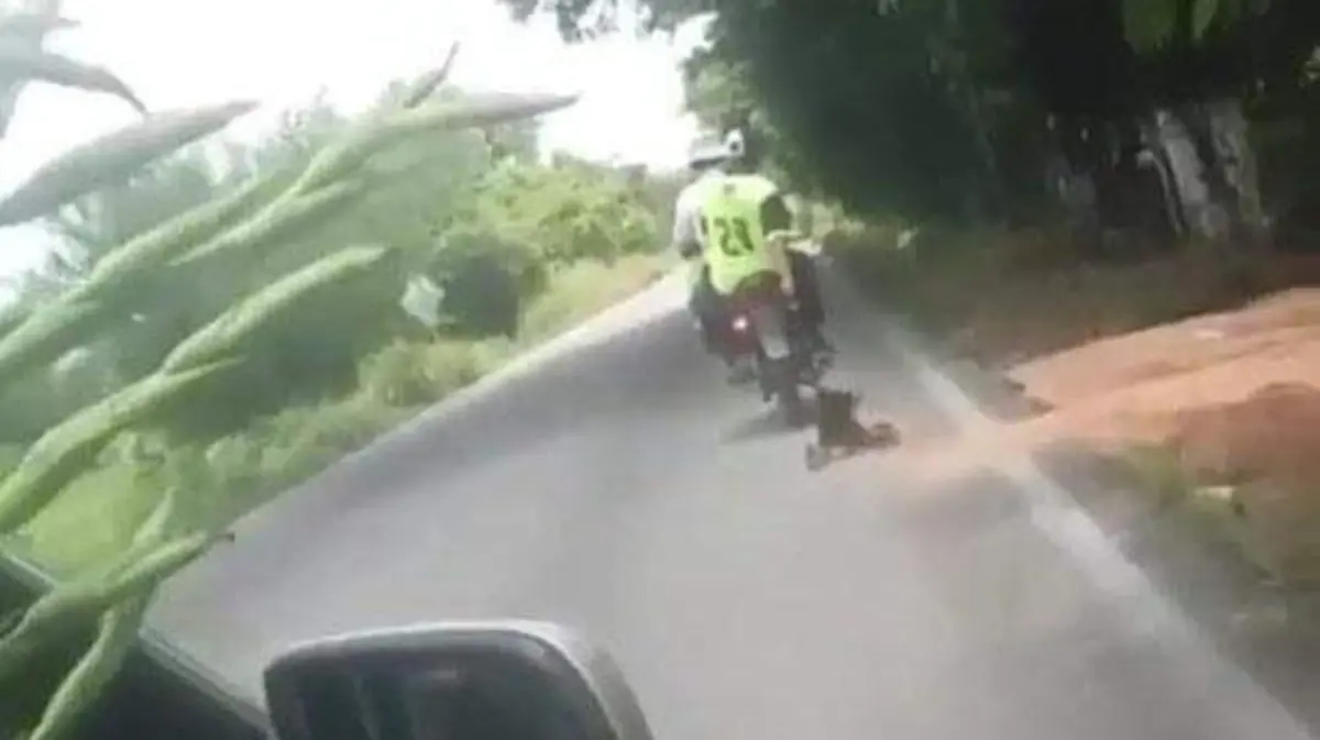 Perro maltrato