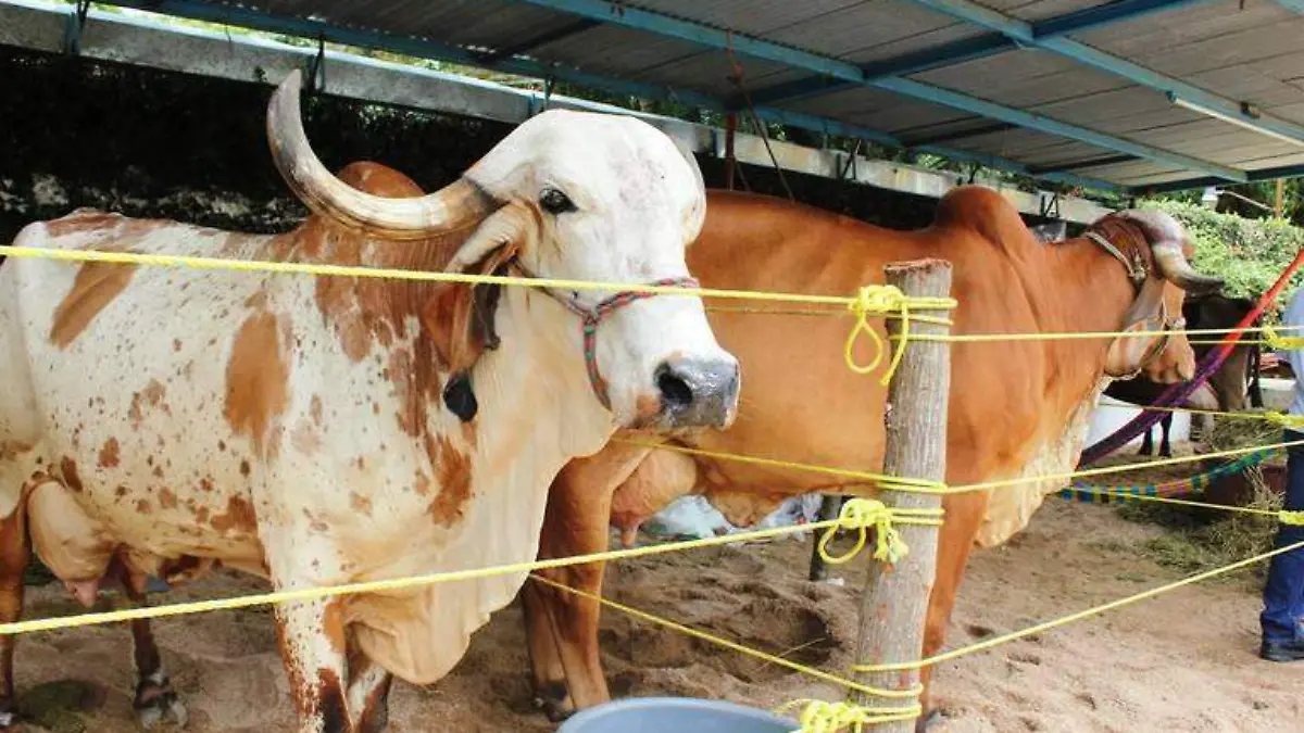 leche ganaderos 2