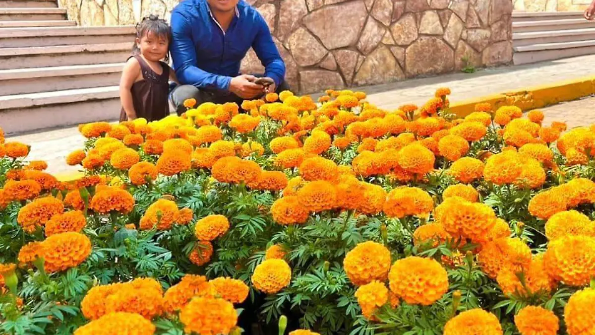 Comienza la temporada de Cempaxúchitl en Berriozábal