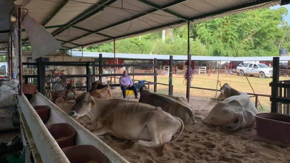 Concurso Vaca Lechera en Ocozocoautla