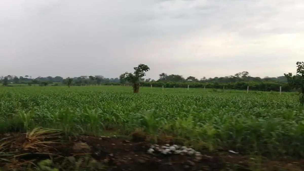 campesinos