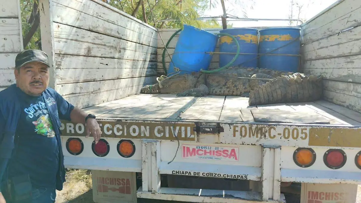 Rescatan a cocodrilo