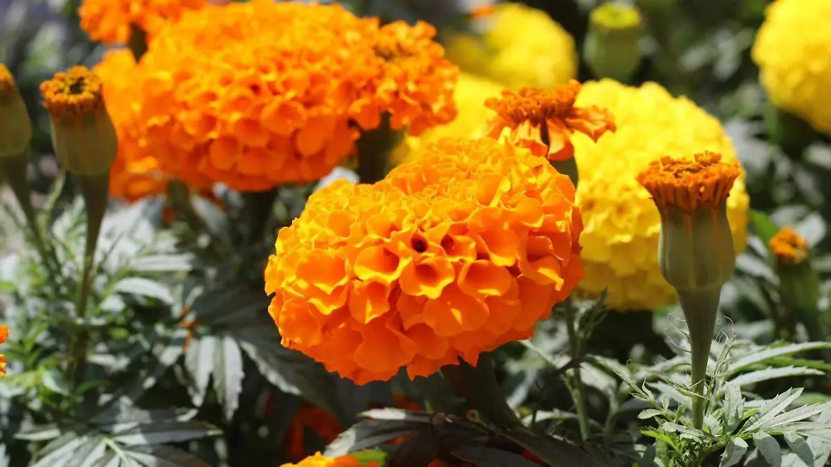 Comienza la temporada de Cempaxúchitl en Berriozábal