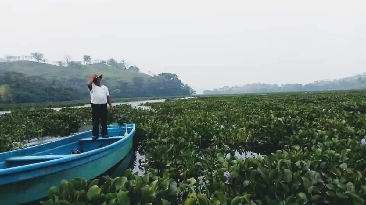 lirios pescadores