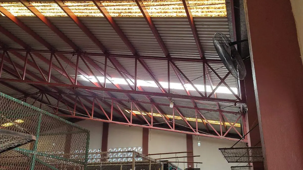 mercado Tielemans