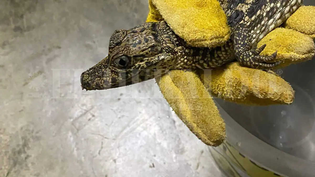 Caiman en Villaflores1