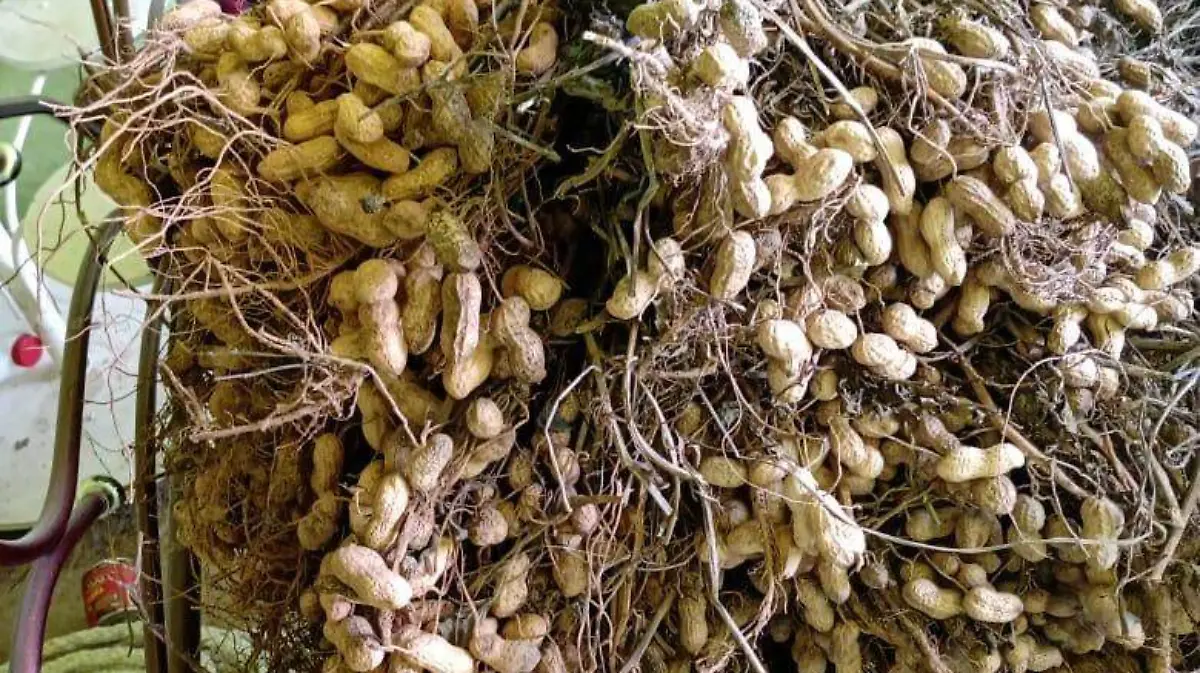 Cacahuate