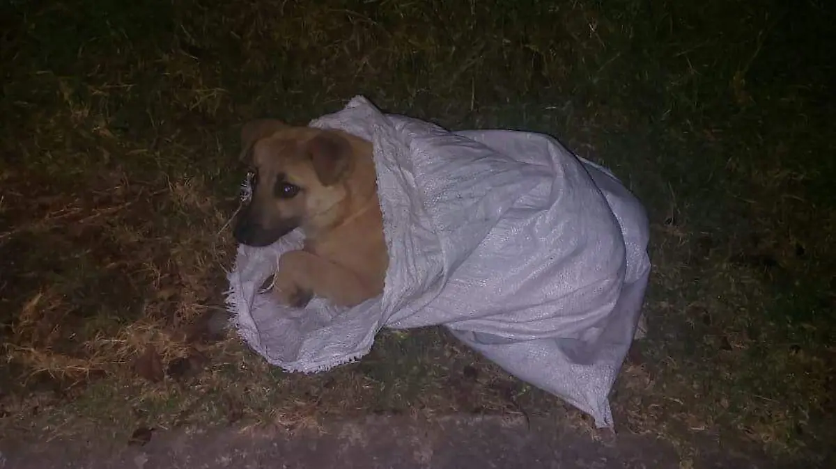 perritosabandonados3