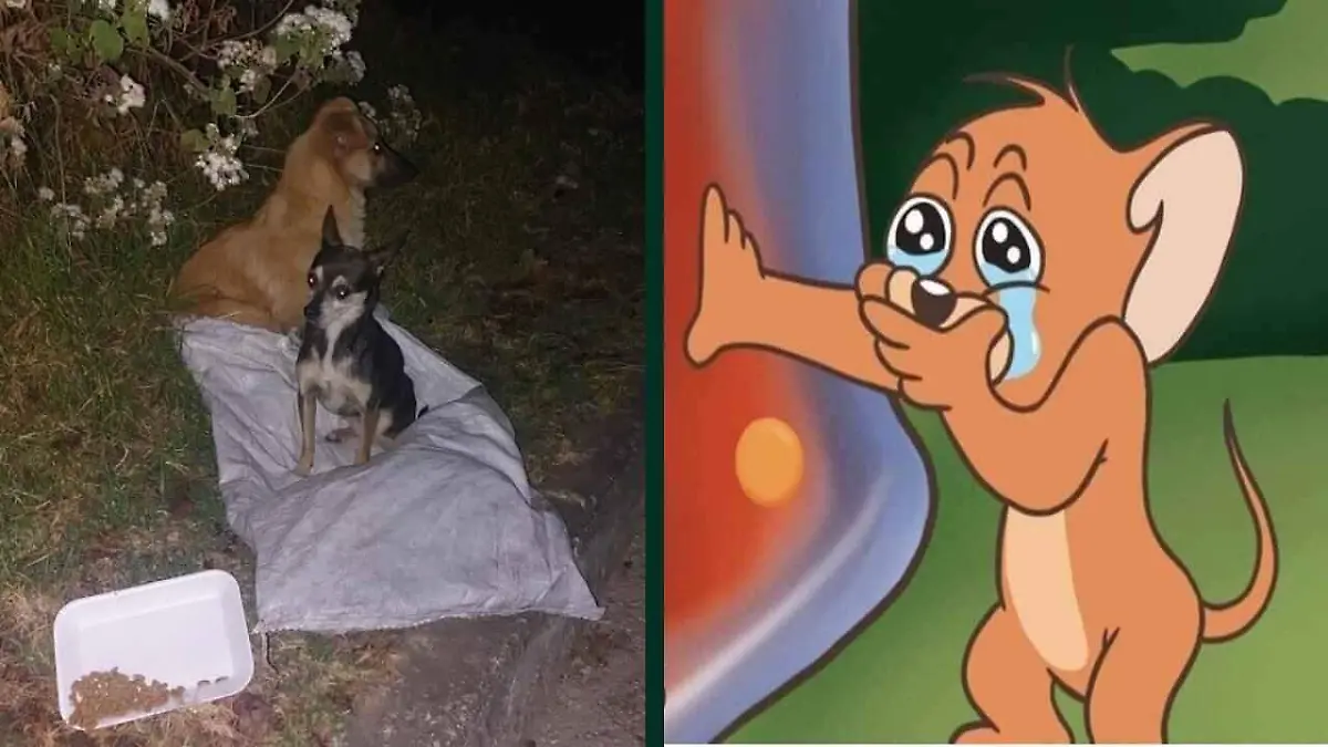 Perritos abandonados