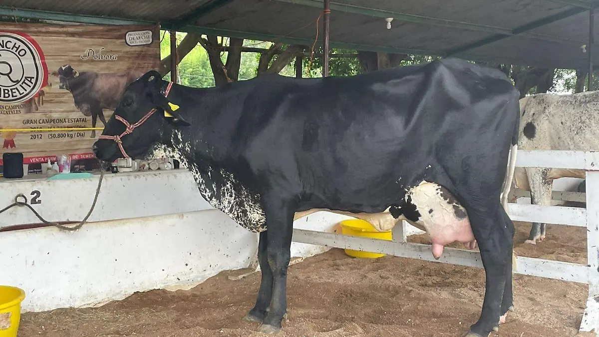 Concurso Vaca Lechera en Ocozocoautla