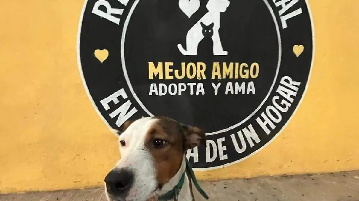 refugio
