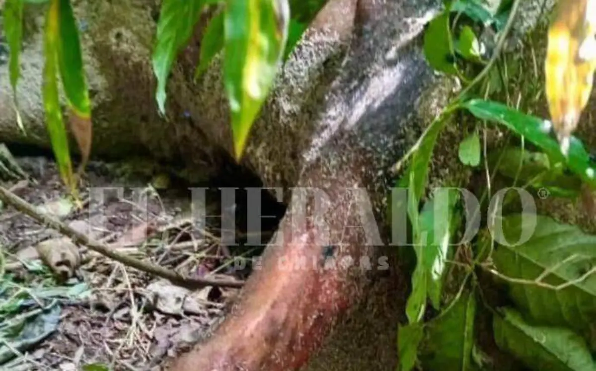 encuentran tapir sin vida