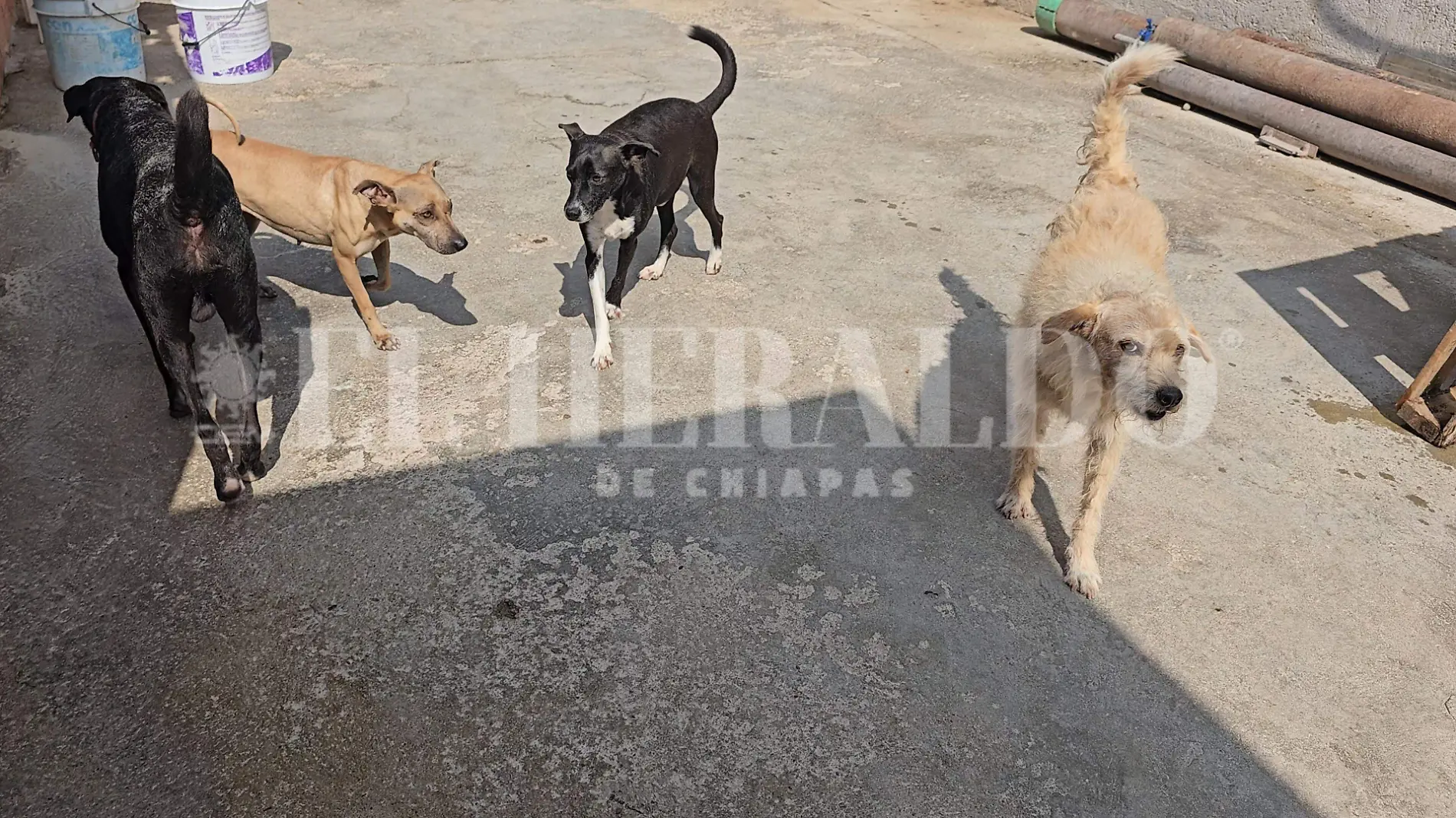 perritos rescatados 