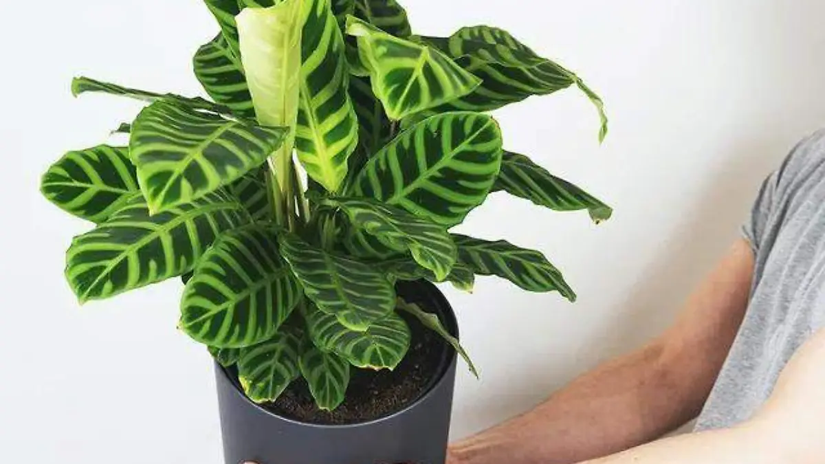 planta calathea