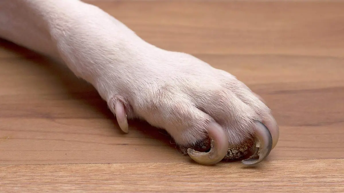pata