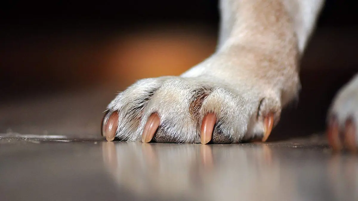 dogs-paw-7290819_1280