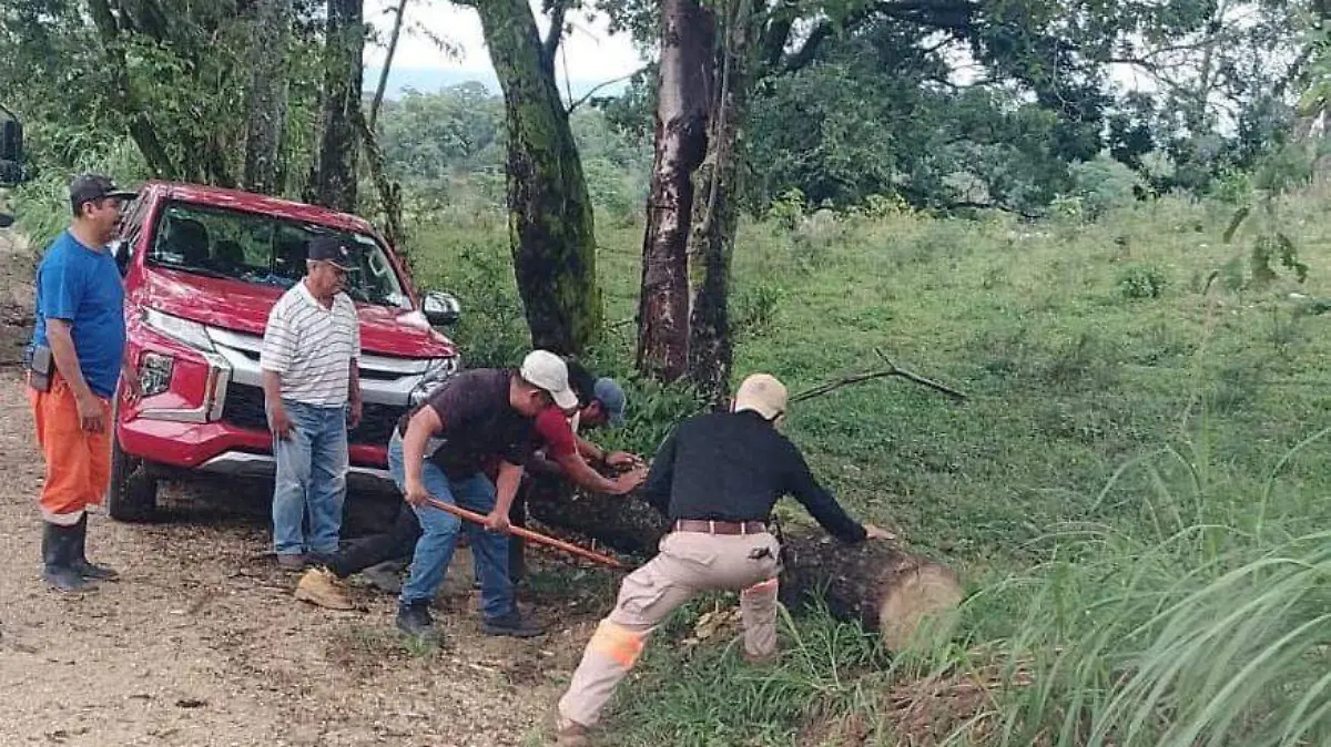 personas retirando los árboles caídos