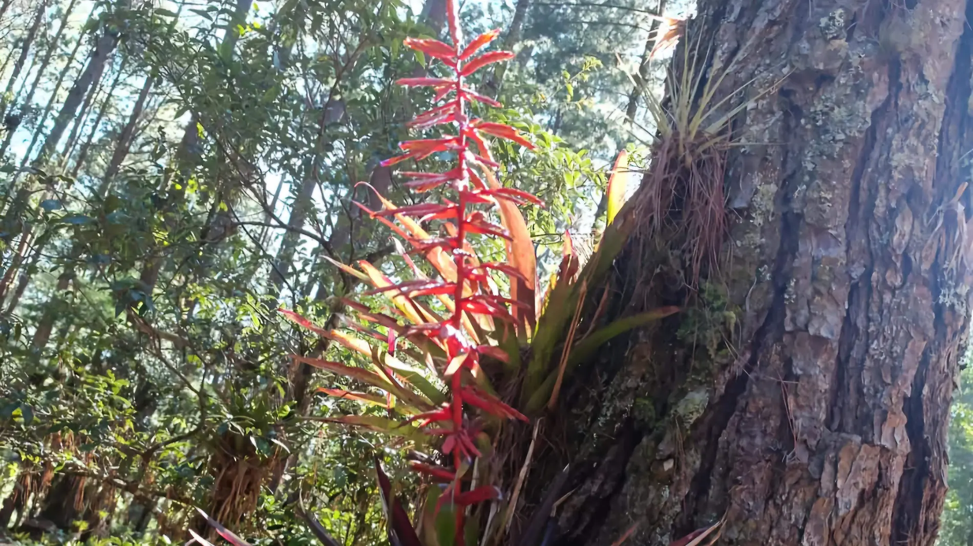 Flor de Niluyarilo 