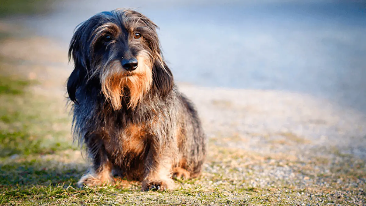 cuidados-que-debe-tener-un-perro-viejito-La-elasticidad-y-hidratación-de-la-piel