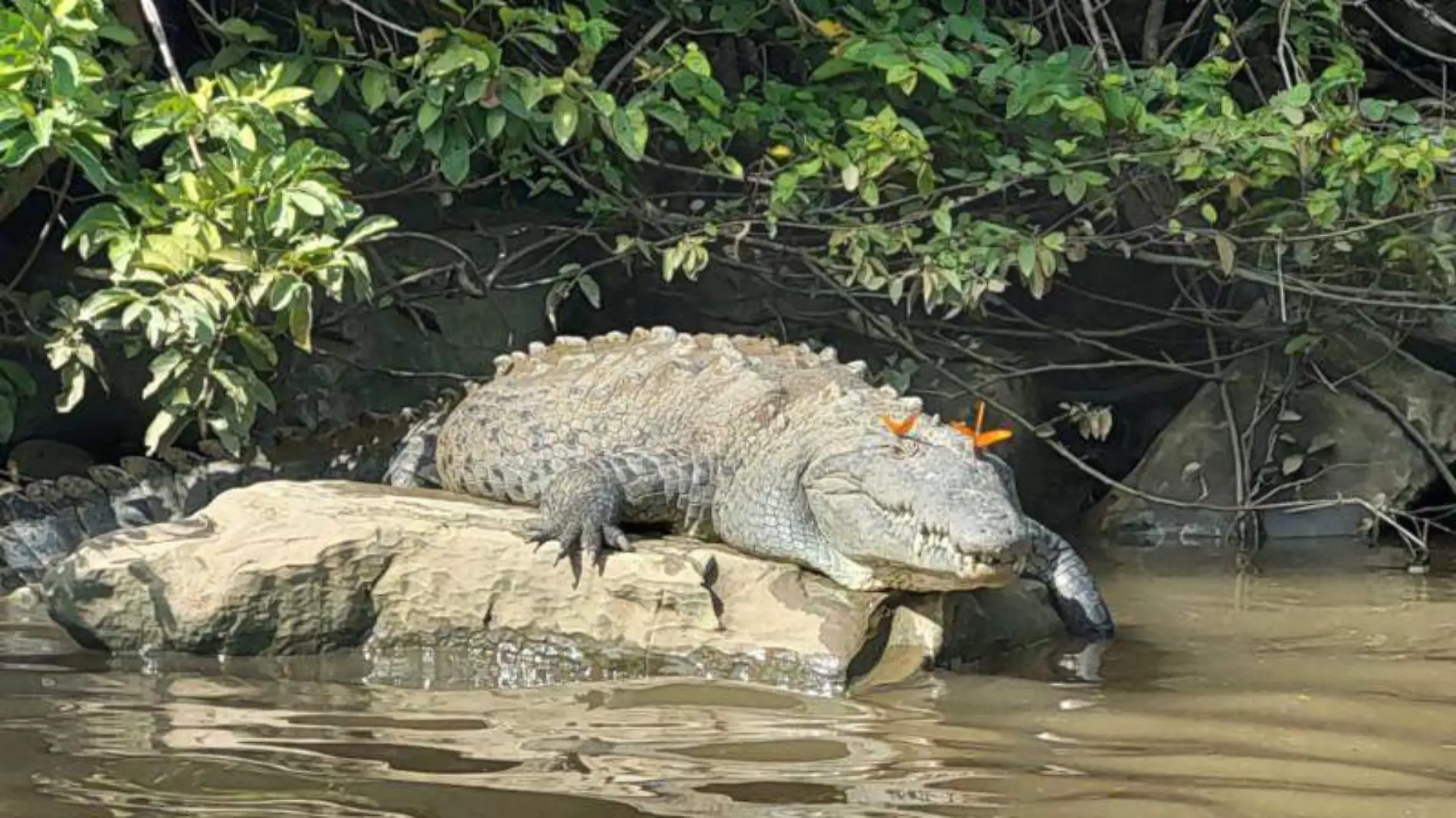 Canon_del_Sumidero_Especie_1