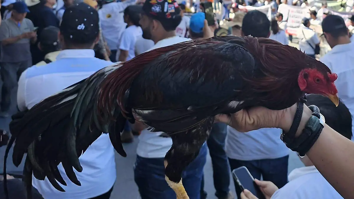 protesta de gallos